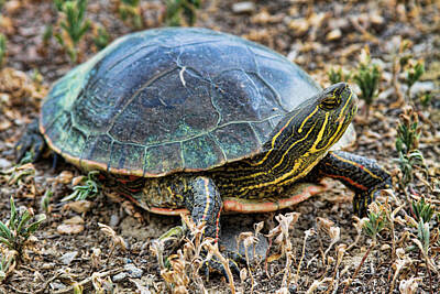 Recently Sold - Reptiles Royalty-Free and Rights-Managed Images - Western Painted Turtle ll by James BO Insogna