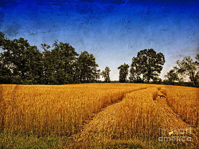 Classic Baseball Players Royalty Free Images - Wheatfield with Fox Royalty-Free Image by Karen White