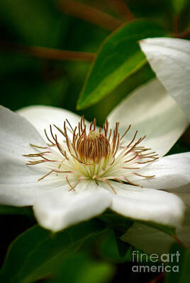 Floral Photos - White Clematis Flower by Anne Kitzman