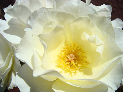 Floral Photos - White Rose Flower art print Floral Baslee by Patti Baslee