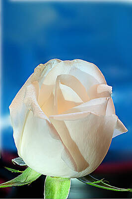 Graphic Tees - White rose  by Randall Branham