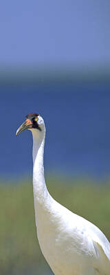 Birds Photos - Whooping Crane by Patrick Lynch