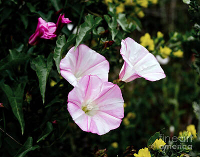 Laura Iverson Royalty-Free and Rights-Managed Images - Wild Morning Glories by Laura Iverson