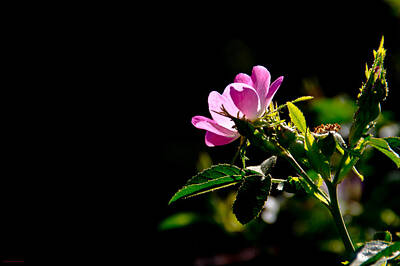 Bicycle Patents Rights Managed Images - Wild Rose along Galls Creek Royalty-Free Image by Mick Anderson
