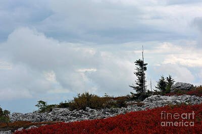 Fruit Photography Royalty Free Images - Wind Swept Mountain Top Royalty-Free Image by Dan Friend
