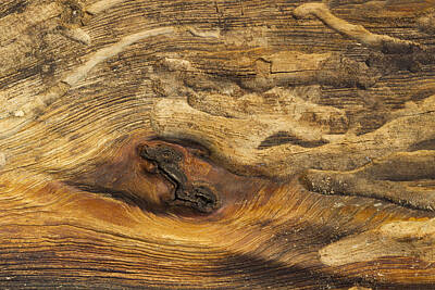 Queen - Wood Texture 1 A by John Brueske