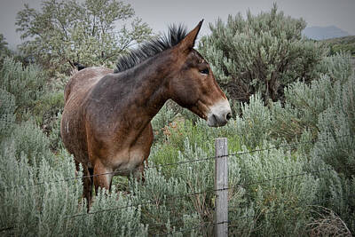 Randall Nyhof Photo Royalty Free Images - Wyoming Mule Royalty-Free Image by Randall Nyhof
