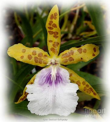 Little Mosters - Yellow and white Orchid by Rose Santuci-Sofranko