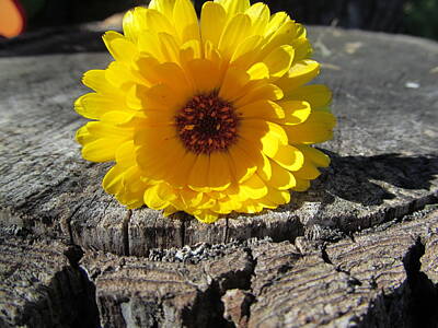 Ingredients Rights Managed Images - Yellow Daisy Royalty-Free Image by Tina M Wenger
