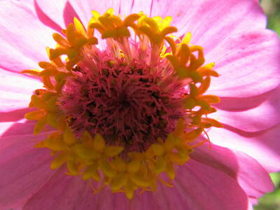 Pretty In Pink - Yellow Flowerettes Around by Tina M Wenger
