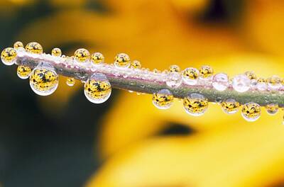 Space Photographs Of The Universe - Yellow Flowers Reflected In Dew Drops by Natural Selection Craig Tuttle