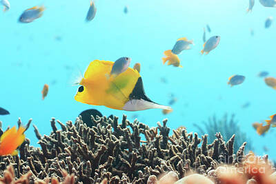Movies Star Paintings - Yellow Longnose Butterflyfish by MotHaiBaPhoto Prints