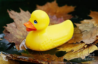 Mans Best Friend Rights Managed Images - Yellow Plastic Duck On The Water Royalty-Free Image by Michal Boubin