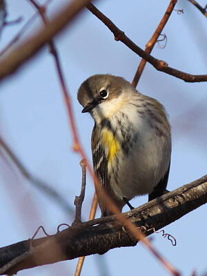 Clouds Royalty Free Images - Yellow-rumped Warbler - Bird - Spunky Royalty-Free Image by Travis Truelove