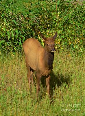 Kitchen Spices And Herbs - Young Elk by Kathleen Struckle