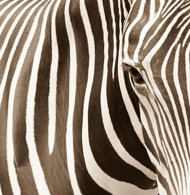 Wild And Wacky Portraits - Zebra Stripes by Kelly McNamara