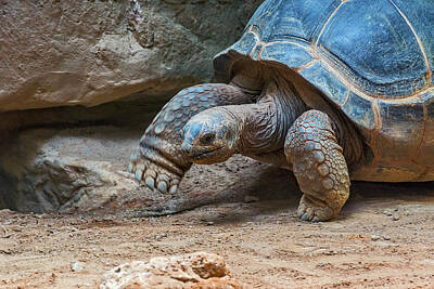 Granger Royalty Free Images - 0928- Tortoise Royalty-Free Image by David Lange