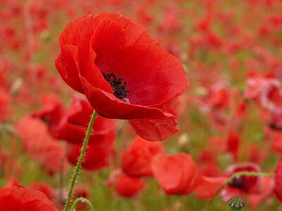 Jouko Lehto Royalty Free Images -  Red poppies 3b Royalty-Free Image by Jouko Lehto