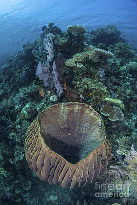Abtracts Laura Leinsvencner - A Massive Barrel Sponge Grows On A Reef by Ethan Daniels