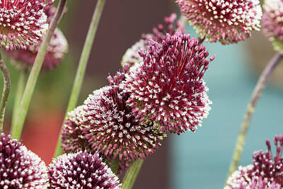 Beverly Brown Fashion - Allium Mohican by Chris Smith