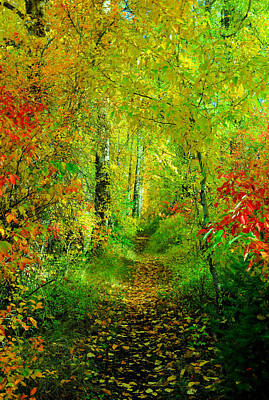 Birds Royalty-Free and Rights-Managed Images - An Autumn path by Jeff Swan