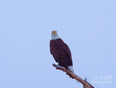 Bird Photography Royalty Free Images - An eagle staring Royalty-Free Image by Jeff Swan
