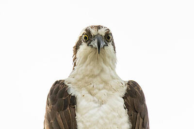 Global Design Shibori Inspired Rights Managed Images - An Ospreys Stare Royalty-Free Image by Tony Hake