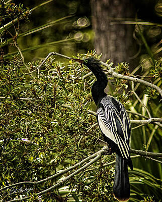 Negative Space Rights Managed Images - Anhinga Royalty-Free Image by Phill Doherty