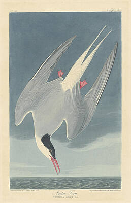 Modern Sophistication Modern Abstract Paintings - Arctic Tern by John James Audubon