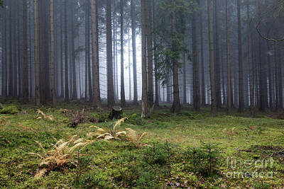 Wilderness Camping Royalty Free Images - Autumn fog in the spruce forest Royalty-Free Image by Michal Boubin