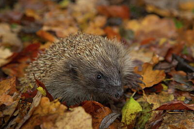 Shaken Or Stirred - Autumn hedgehog by Kevin Sawford