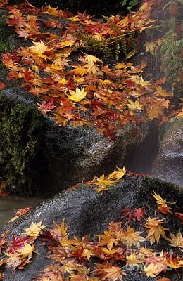 Camping - Autumn leaves Japanese Garden by Jim Corwin