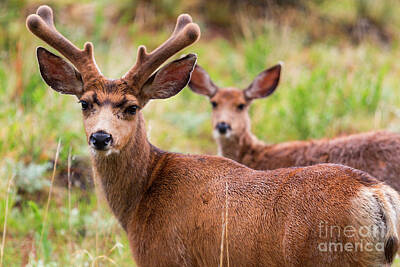 Steven Krull Royalty Free Images - Beautiful Mule Deer Herd Royalty-Free Image by Steven Krull