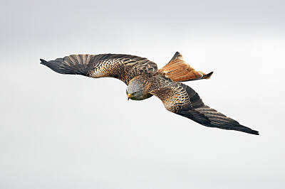 Animals Photos - Bird of prey in flight by Grant Glendinning