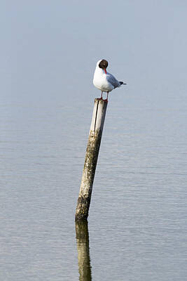 Beer Signs Royalty Free Images - Black headed gull resting Royalty-Free Image by Chris Smith
