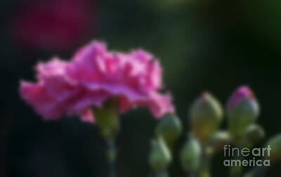 Chocolate Lover - Blurred pink Rose petals with buds dark background by Rudra Narayan  Mitra
