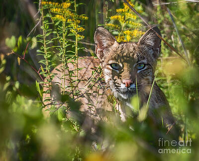 Cultural Textures - Bobcat Lynx In Hiding  by Anne Kitzman