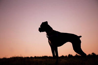 Neutrality - Boxer Dog Sunset Silhouette by Stephanie McDowell