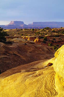Birds Royalty-Free and Rights-Managed Images - Canyonlands by Jeff Swan