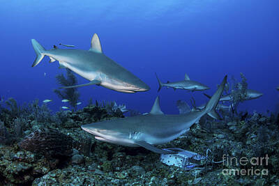 Modigliani - Caribbean Reef Sharks Swimming by Mathieu Meur