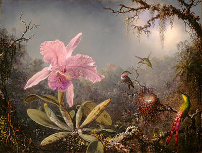 Stunning 1x - Cattleya Orchid And Three Hummingbirds by Martin Johnson Heade