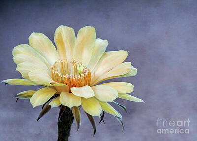 Childrens Room Animal Art - Charlemagne delight Cactus flower by Ruth Jolly