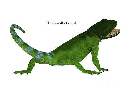 Whimsical Animal Illustrations - Chuckwalla Lizard Tail by Corey Ford