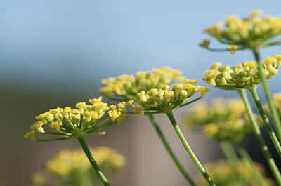 Holiday Cookies - Close up of fennel flower flowers. by Elisabetta Poggi