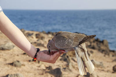 1-war Is Hell - Collared Dove feeding from a hand by Chris Smith