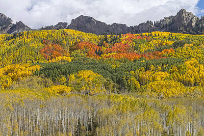 James Bo Insogna Rights Managed Images - Colorado Kebler Pass Fall Foliage  Royalty-Free Image by James BO Insogna