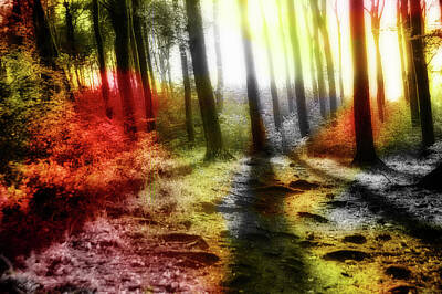 Jonny Jelinek Royalty-Free and Rights-Managed Images - Colorful Forest by Jonny Jelinek