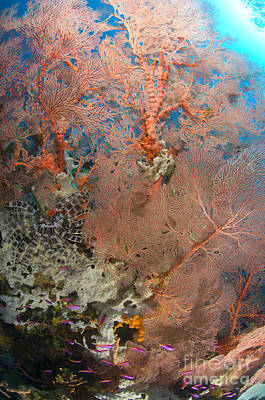 Amy Hamilton Watercolor Animals Royalty Free Images - Colourful Sea Fan With Crinoid, Papua Royalty-Free Image by Steve Jones