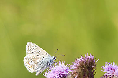 Abstract Square Patterns - Common Blue Butterfly  by Chris Smith