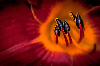 Norman Rockwell Rights Managed Images - Crimson hybrid Daylily Royalty-Free Image by Gene Camarco